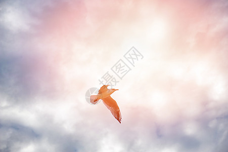 飞雪中的雪鹅鸽子蓝色生活野生动物动物动物群太阳空气荒野翅膀图片