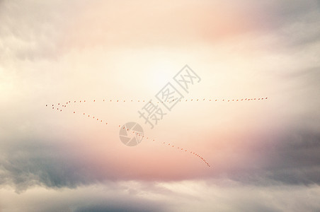 飞雪中的雪鹅动物荒野团体鸽子羽毛移民动物群旅行蓝色天空图片