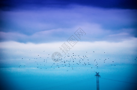 飞雪中的雪鹅编队野生动物蓝色日落荒野航班团体空气太阳生活图片