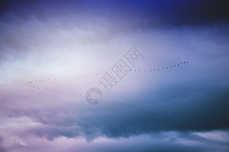 飞雪中的雪鹅野生动物太阳生活动物航班蓝色旅行编队自由荒野图片