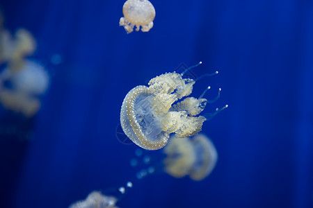 美杜莎水母水下潜水照片埃及红色 se气候生物学物质珊瑚海蜇游泳水族馆危险野生动物生活图片