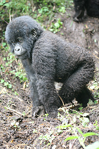 非洲热带森林 卢旺达非洲热带森林野大猩猩动物野生动物头发黑色生活大猩猩力量毛皮雨林眼睛林地图片