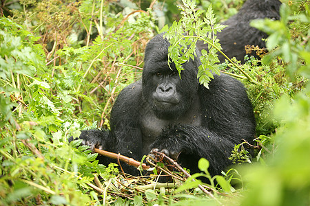 非洲热带森林 卢旺达非洲热带森林野大猩猩动物毛皮大猩猩哺乳动物动物野生动物荒野力量林地生活灵长类图片