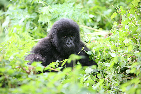 非洲热带森林 卢旺达非洲热带森林野大猩猩动物哺乳动物头发力量动物眼睛生活荒野灵长类林地毛皮图片