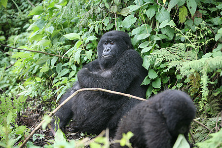 非洲热带森林 卢旺达非洲热带森林野大猩猩动物力量头发黑色哺乳动物宠物野生动物灵长类大猩猩生活毛皮图片
