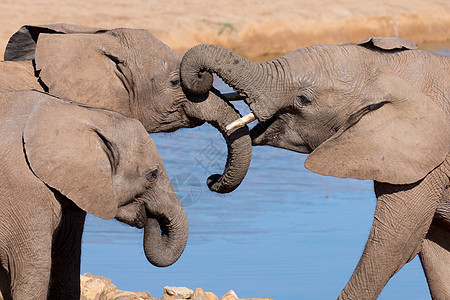 非洲大象祈祷会美丽象牙隐藏朋友们旅行国家旅游耳朵皮肤树干图片