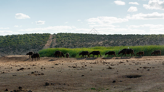 非洲水牛城大牧群图片