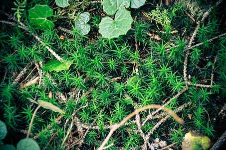 明亮绿色苔草宏观拍摄植物苔藓生长植物群墙纸地面生活地衣公园环境图片