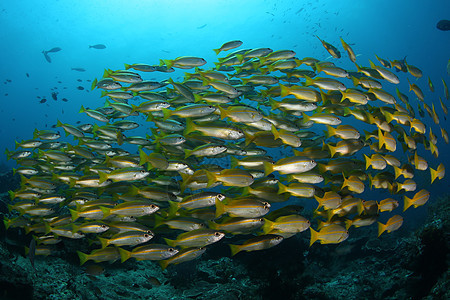 珊瑚生活潜水水下巴布亚新几内亚太平洋海景盐水勘探场景野生动物潜水海洋活动蓝色风景图片