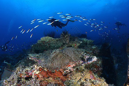 珊瑚生活潜水水下巴布亚新几内亚太平洋场景游泳海景旅游生活冒险活动热带珊瑚勘探图片