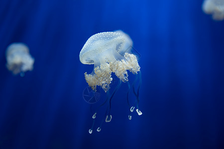 美杜莎水母水下潜水照片埃及红色 se生物学气候珊瑚危险游泳热带水族馆蓝色触手海蜇图片