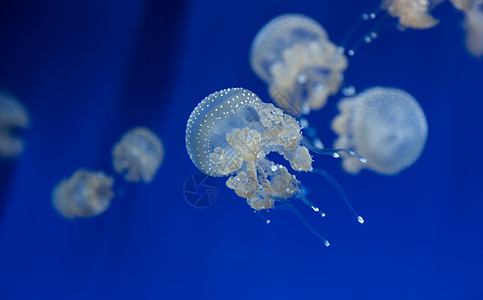 美杜莎水母水下潜水照片埃及红色 se触手野生动物水族馆生物学海蜇危险游泳珊瑚气候物质图片