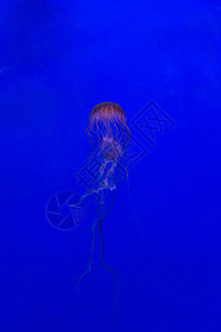美杜莎水母水下潜水照片埃及红色 se热带触手珊瑚物质海蜇生物学生活游泳气候危险图片