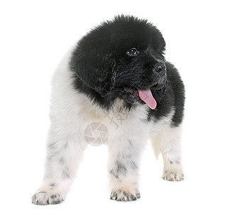 黑白小白狗新芬兰狗动物黑与白白色黑色山狗工作室宠物背景图片