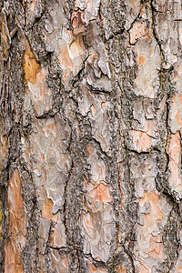苏格兰松树的木头作为背景图片