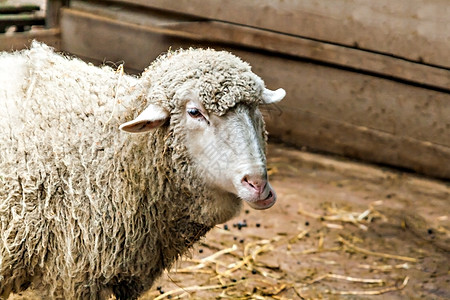 以钢笔为缝子的羊头母羊植物动物奶制品生物友谊旅行场景牧场外套图片
