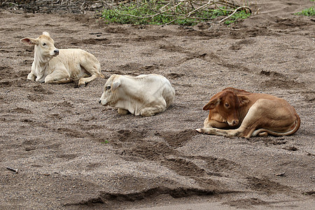 沙滩上一头奶牛的图像动物牛肉流浪者哺乳动物午睡海岸游客旅游闲暇食物图片