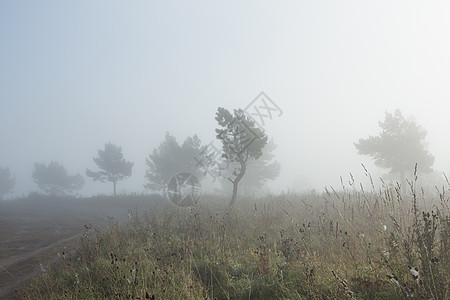 清晨 日出在一片田野上 一棵树和远处雾雾薄雾土地场地阳光日落季节风景场景树木农村图片
