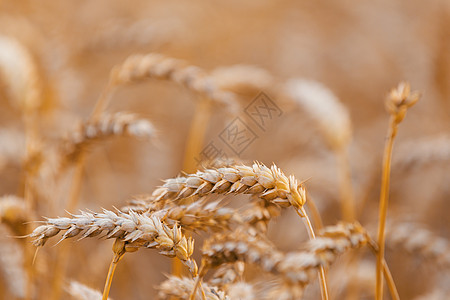 有机金春小麦谷物蔬菜晴天城市季节环境农场蓝色场景叶子种子图片