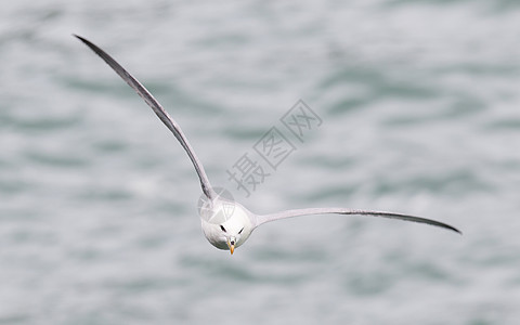福马鲁斯观鸟海岸暴风雨野生动物悬崖海鸟荒野海燕动物群冰川图片