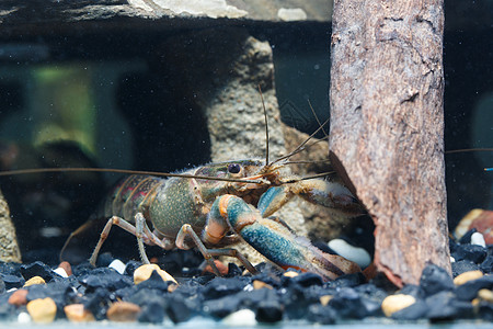 水中的虾清洁工水族馆小龙虾反义词淡水家畜野生动物海洋居住图片