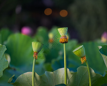 莲莲种子花园植物学植物花瓣灌木情调异国树叶核桃属百合图片