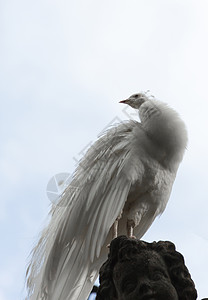 白孔雀站着 尾巴闭紧眼睛野生动物男性异国动物园羽毛荒野身体动物情调图片