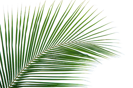 白上孤立的树叶衬套叶子旅行雨林生长植物椰子绿色植物学海滨背景图片