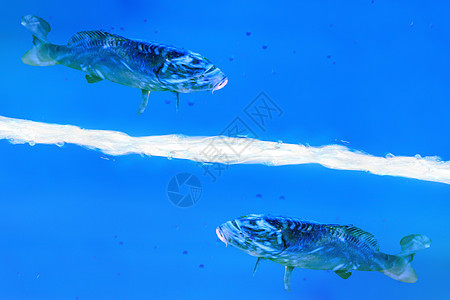 两条鱼在蓝色液体中游泳鱼头水滴海鱼动物情调脊椎动物鲤鱼水族馆观赏鱼眼睛图片