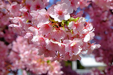 日食樱桃树干树木樱花植物花瓣美丽花朵季节叶子花园图片