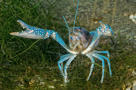 水族馆底部的蓝龙虾图片