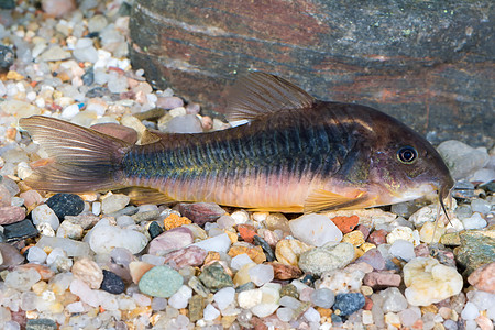 属类科里多拉斯的鱼清道夫棕色热带游泳鲶鱼卵石爱好科里淡水宠物图片