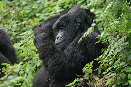 非洲热带森林 卢旺达非洲热带森林野大猩猩动物眼睛生活动物哺乳动物力量毛皮林地灵长类荒野头发图片