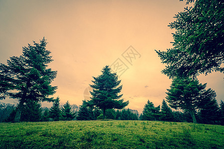 绿地上高山松树图片