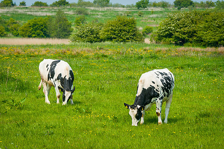 黑白的牛 在绿色的草原上图片