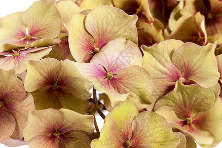 白色背景上孤立的黄栖花植物植物学粉色大叶植物群花瓣绣球花紫色图片