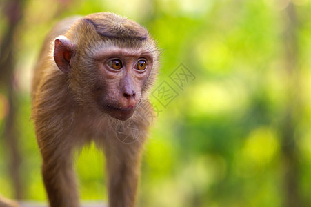 以绿色背景在地上行走的年轻马卡卡猴子叶子森林眼睛生活毛皮灵长类香蕉石头荒野丛林图片