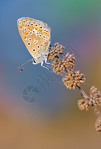 蓝蓝色多色成像普通蝴蝶动物群野生动物居住草地触角天线荒野栖息地动物紫色图片