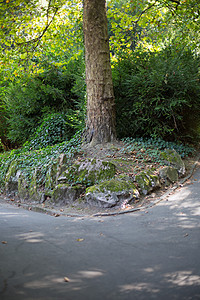 右或左生活树木小路森林踪迹背景图片