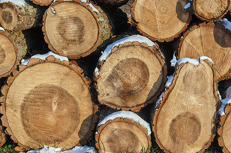 冬天在森林里砍伐一堆木柴年轮森林桦木植物树干图片