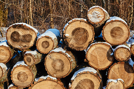 冬天在森林里砍伐一堆木柴森林桦木年轮植物树干图片