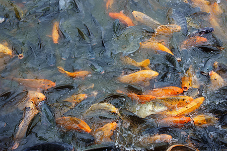 越南养鱼农场鱼池海鲜养鱼场黑色鱼缸渔业黄色淡水人群图片