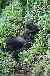 非洲热带森林 卢旺达非洲热带森林野大猩猩动物黑色动物宠物哺乳动物林地头发荒野野生动物灵长类眼睛图片