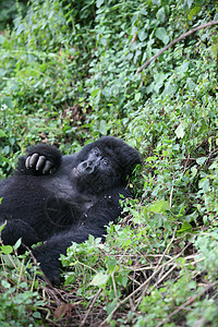 非洲热带森林 卢旺达非洲热带森林野大猩猩动物哺乳动物宠物野生动物灵长类黑色大猩猩头发动物眼睛生活图片