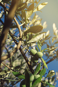 橄榄树枝上新鲜绿色橄榄果背景图片