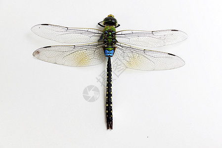 苍蝇绿色和黑色动物蜻蜓黄色宏观白色翅膀蓝色昆虫背景图片