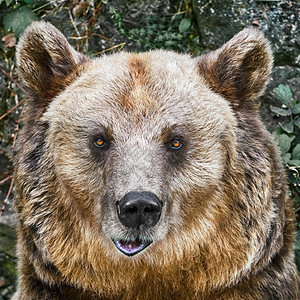 熊的肖像动物群荒野亚纲昼夜捕食者真熊棕熊野生动物形目哺乳动物图片