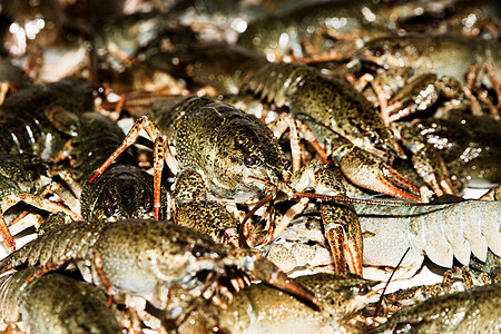 活生生的龙虾闭合营养熟食甲壳淡水天线野生动物海鲜宏观生活居住图片