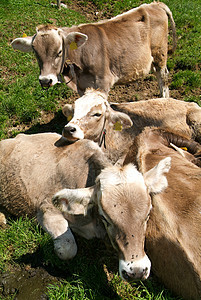 瑞士阿尔卑斯山上的小牛群农业环境奶牛场地哺乳动物犊牛配种农场草原动物图片