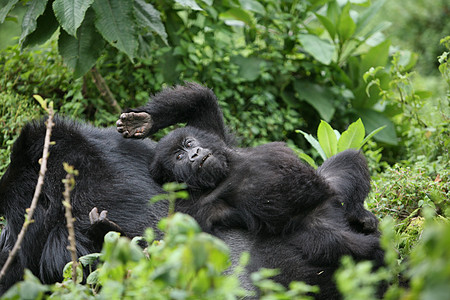 非洲热带森林 卢旺达非洲热带森林野大猩猩动物力量头发哺乳动物林地动物野生动物生活荒野灵长类大猩猩图片